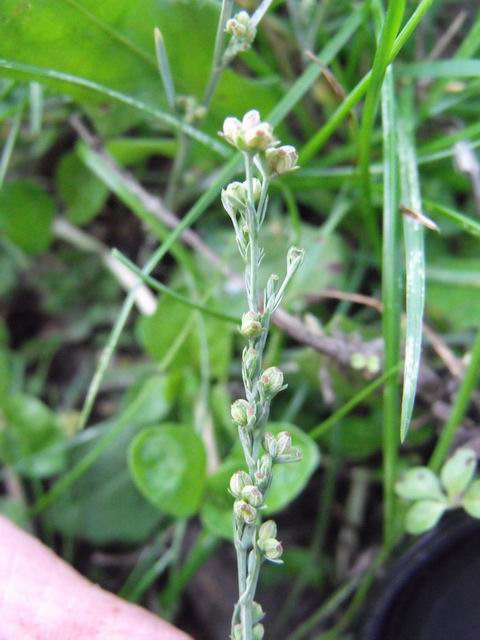 Bupleurum tenuissimum / Bupleuro grappoloso